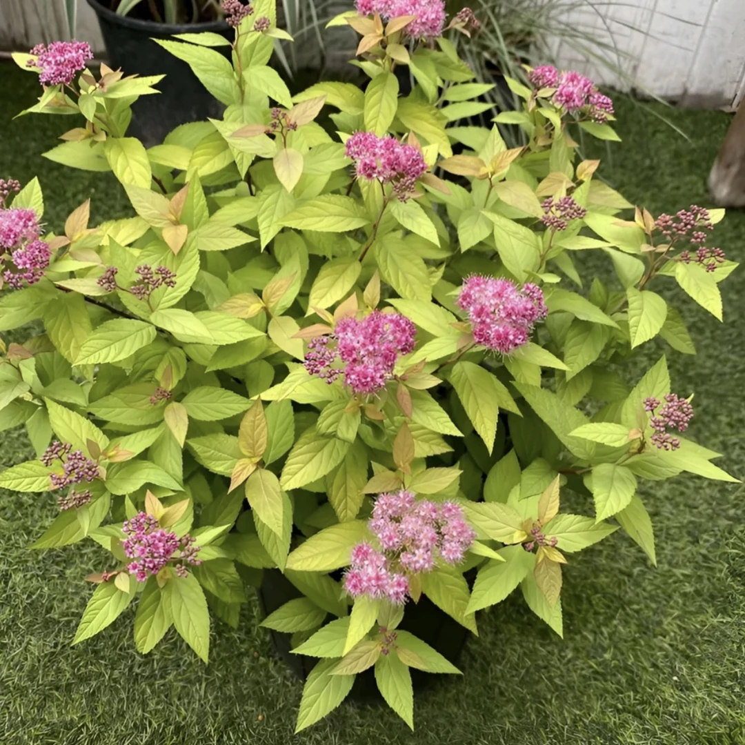 耐寒金山金焰绣线菊多年生杯苗