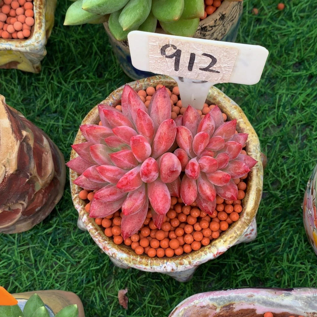 小***熊多肉植物637373737373