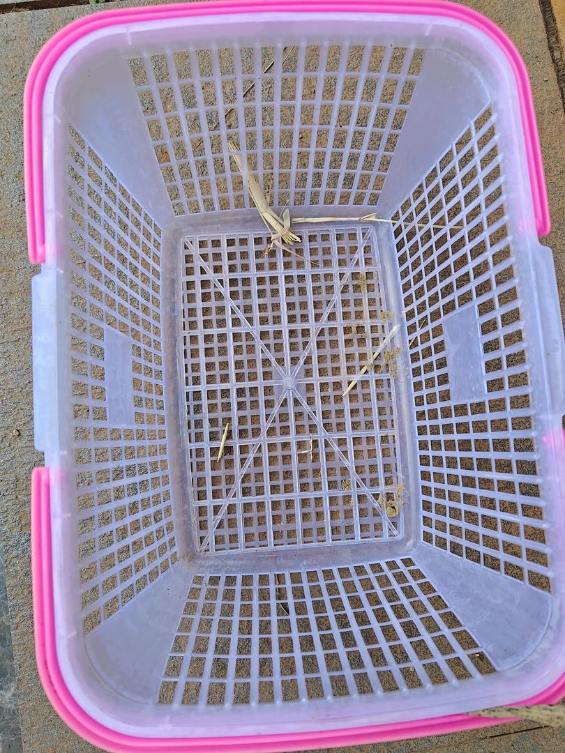 直播间专业荷兰猪一物一拍框