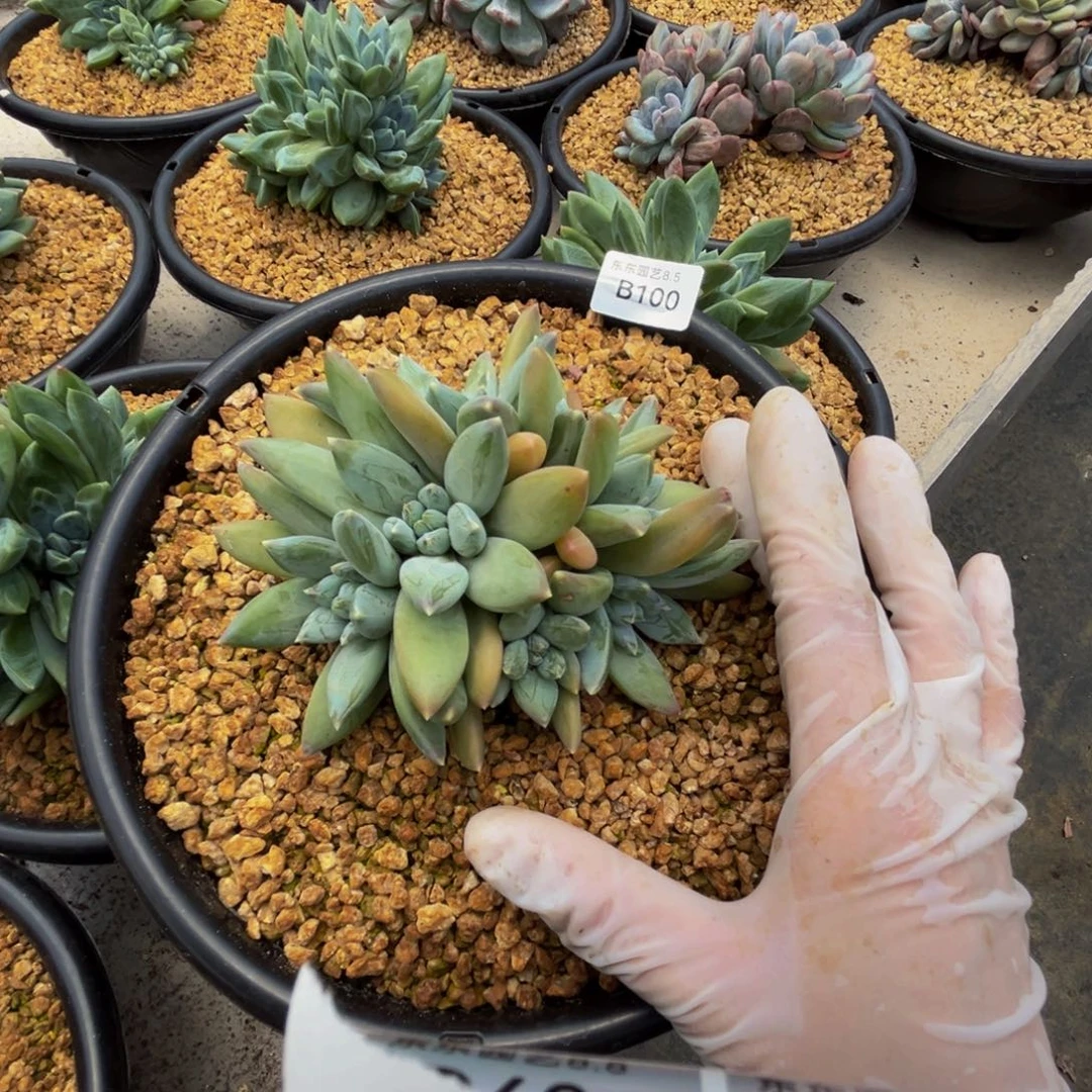 T***yb100伊丽莎白群生呀呀呀