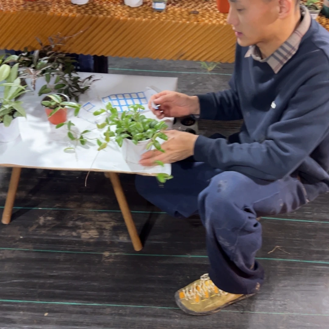 我***呀无花朵高斑蛋壳球兰