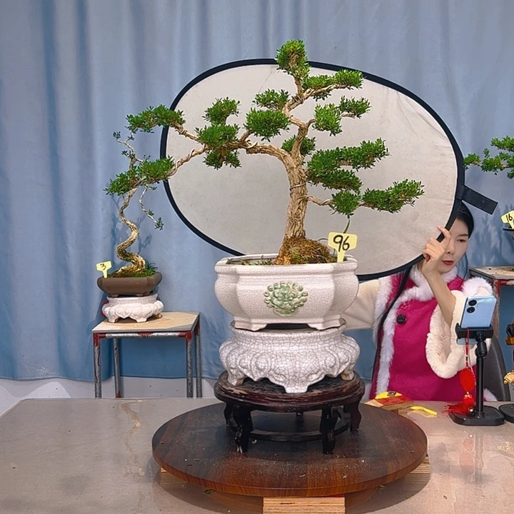 无花朵广东皱皮雀舌黄杨