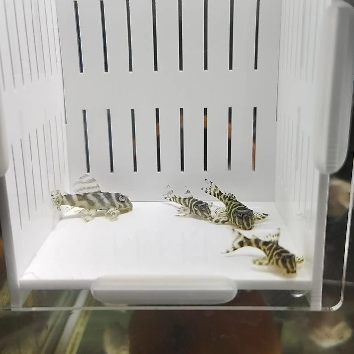 工具鱼333帝王迷宫4个包邮