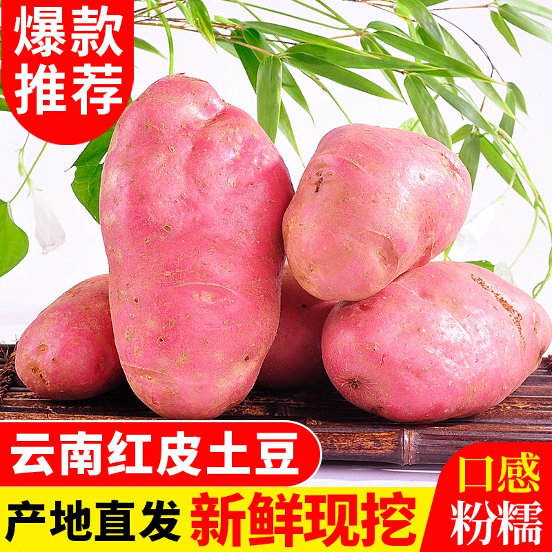 云南新鲜高山土豆黄心红皮土豆新鲜农家自种洋芋马铃薯