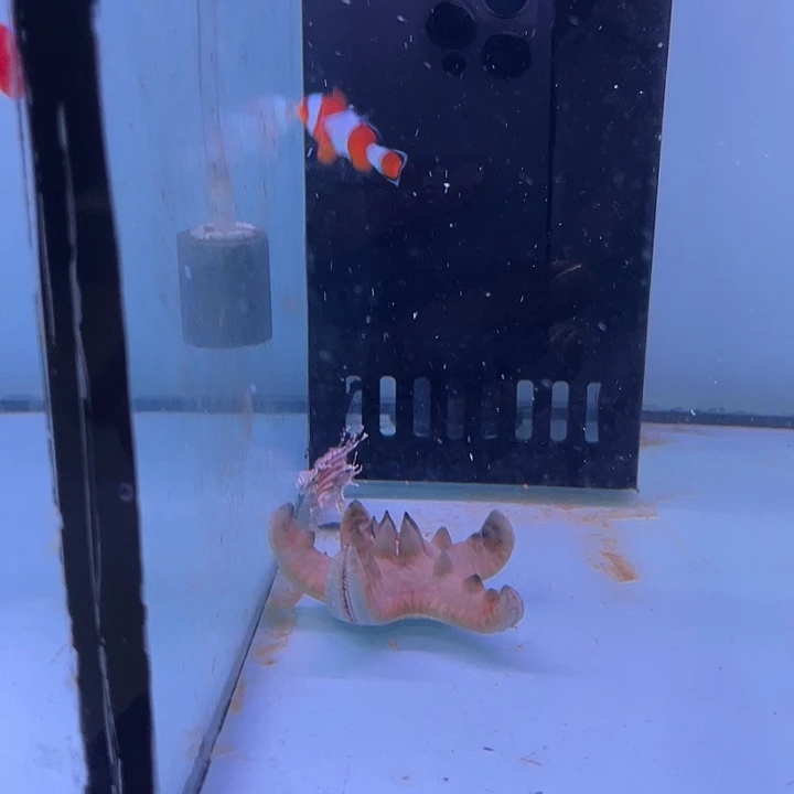 海水鱼野生印尼公子小丑鱼
