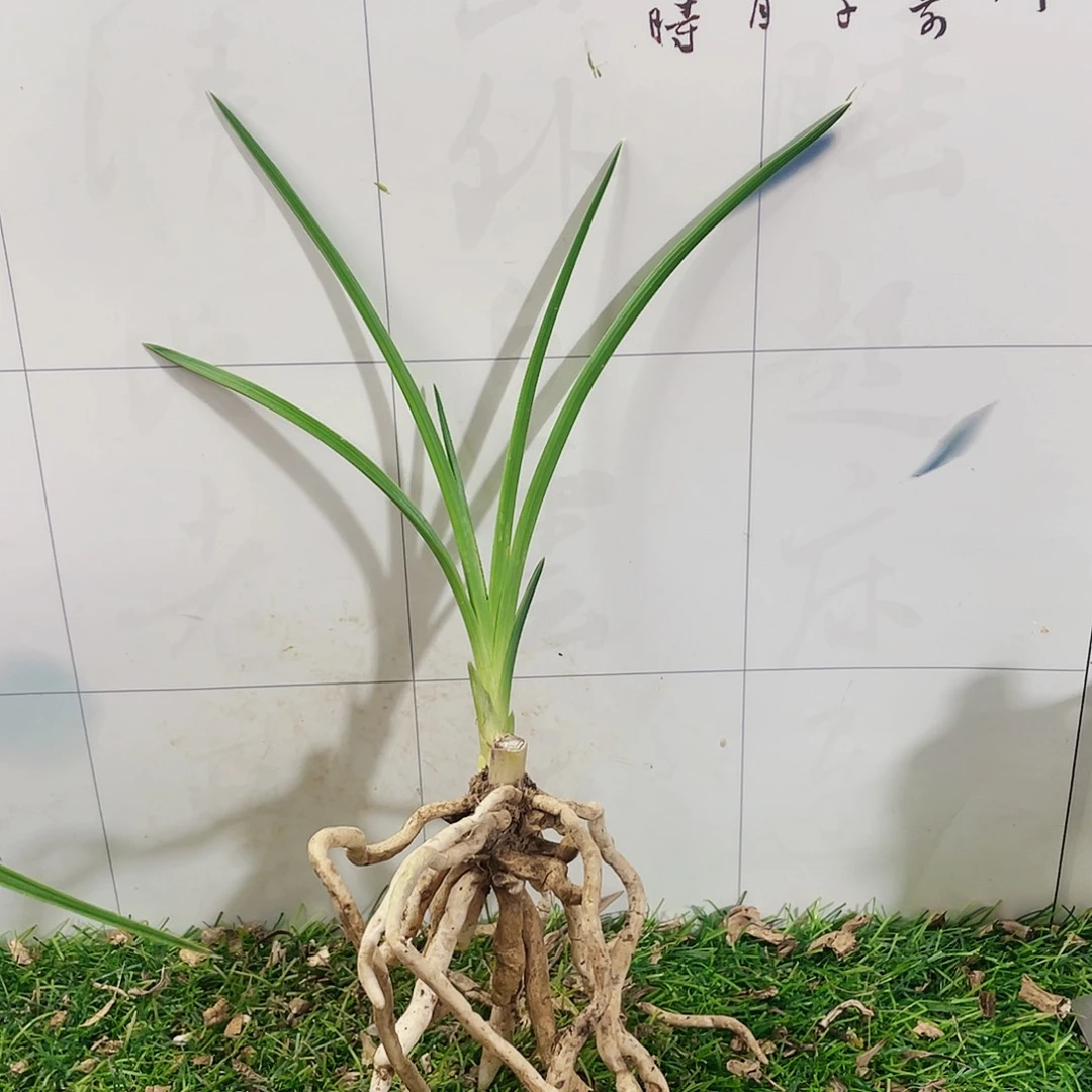 天***飞完全开放兰花兰花