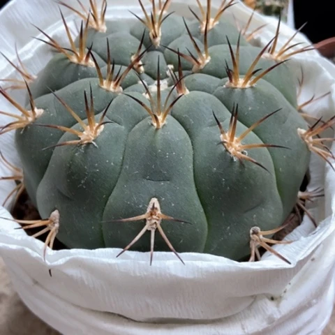 新天地仙人球18米