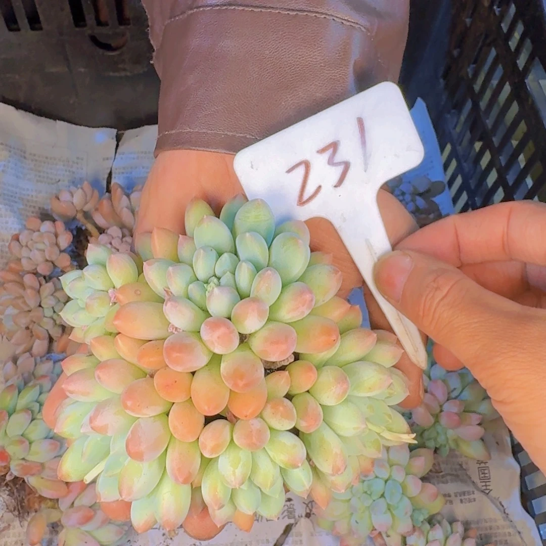 多肉植物的生长发育