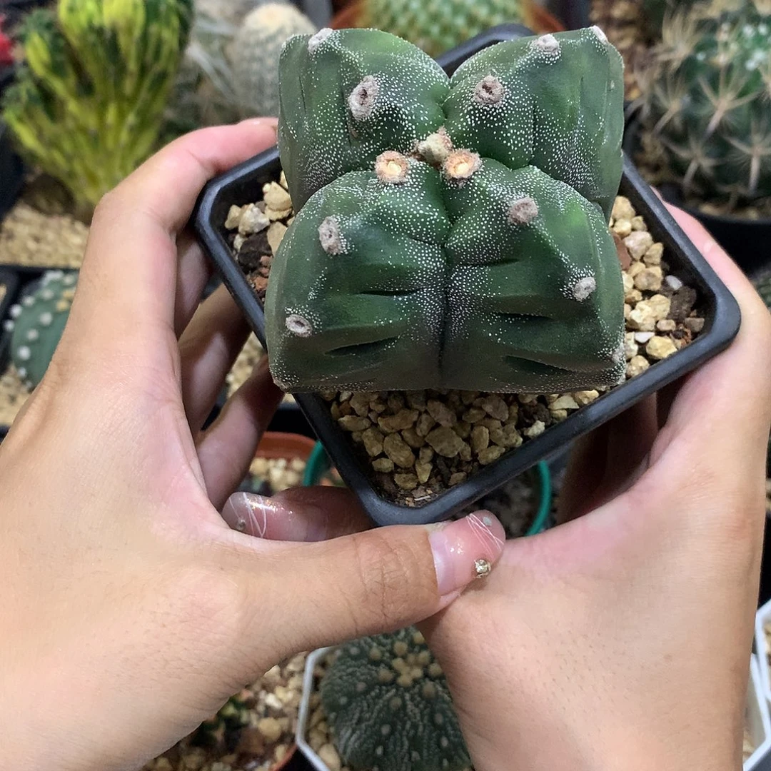 当前无花栽培后可以开花实生根4角龟甲栾凤玉