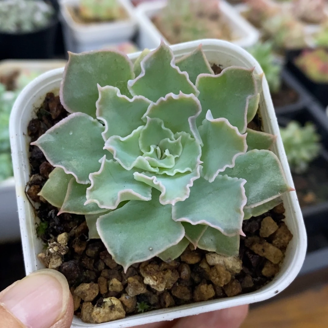 精品多肉一物一拍不包整285