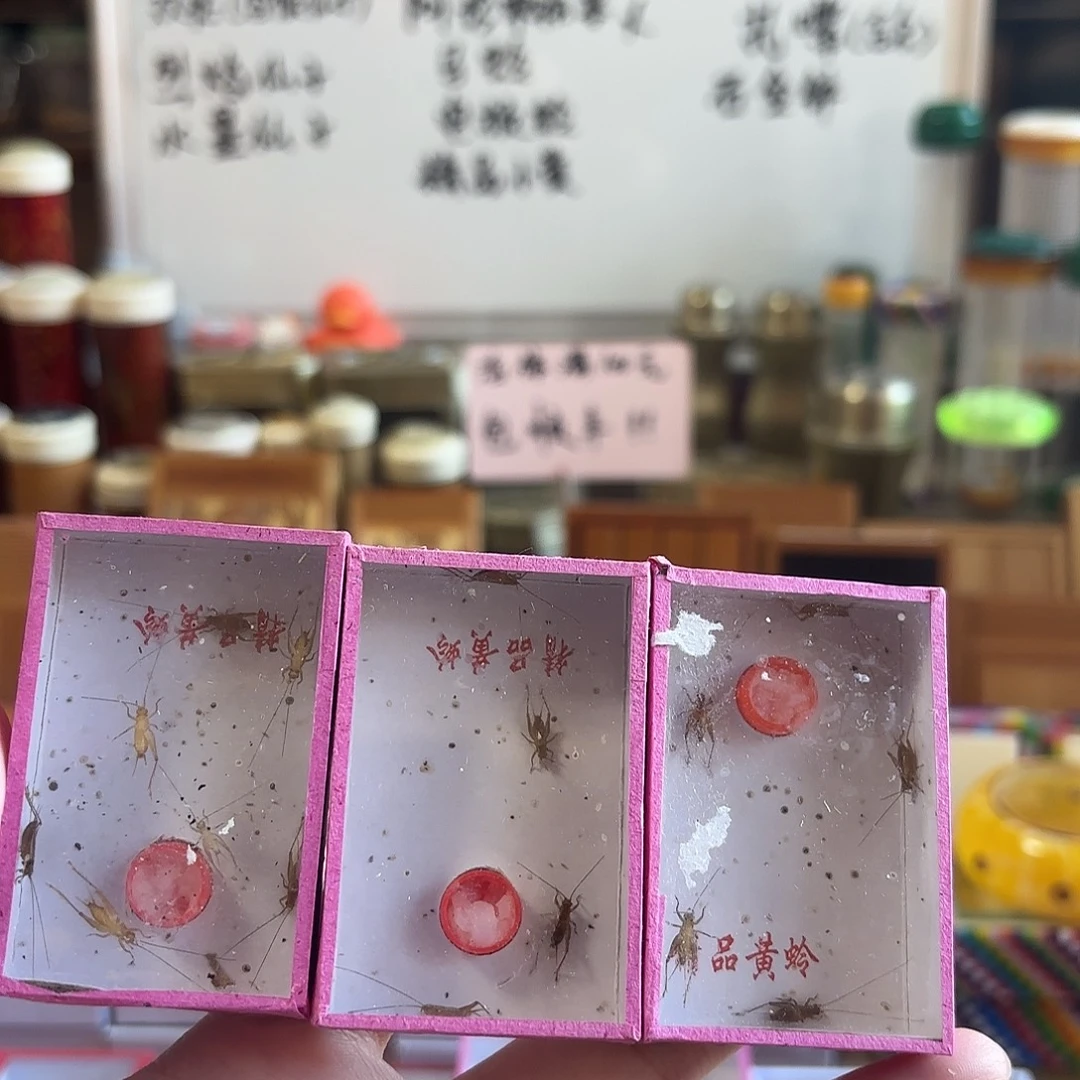 三盒小黄 过冬小黄