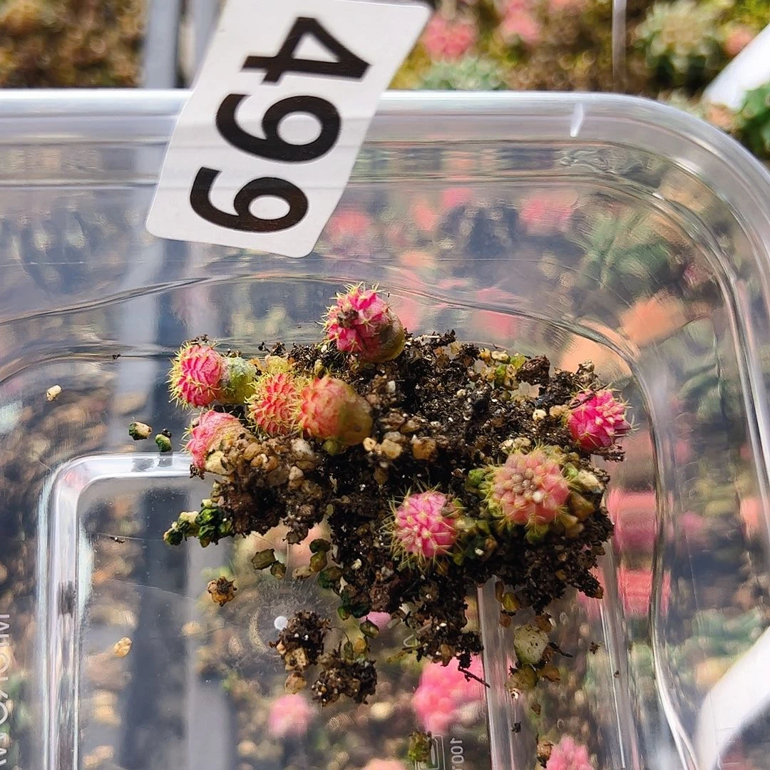 当前无花栽培后可以开花499