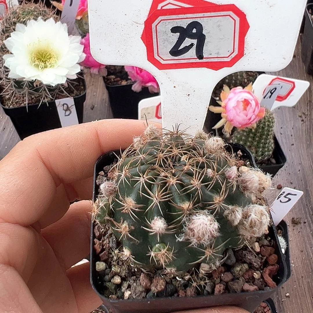 任****729往事多肉园仙人球往事