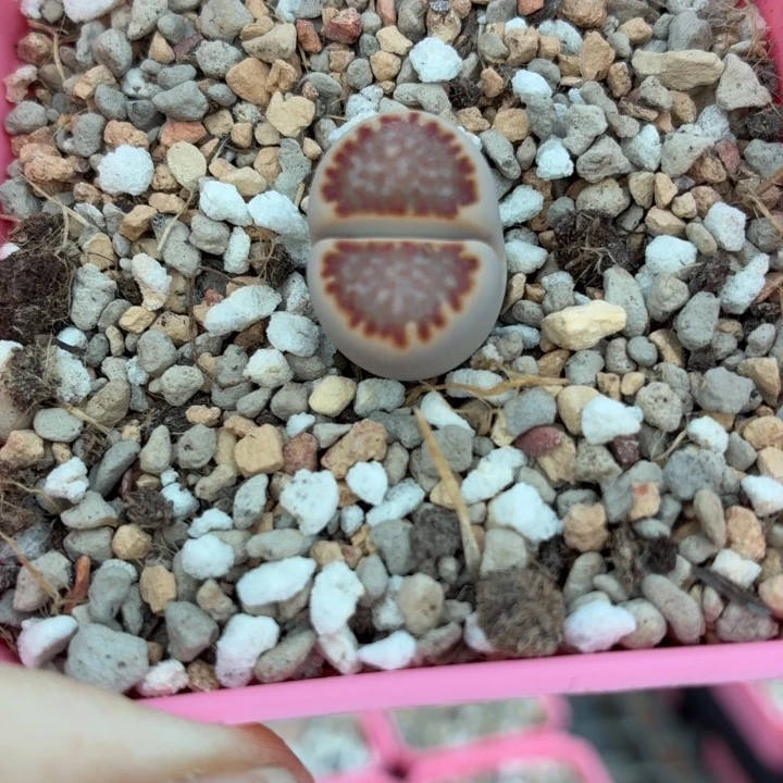 998c259红福来尺寸1.8cm