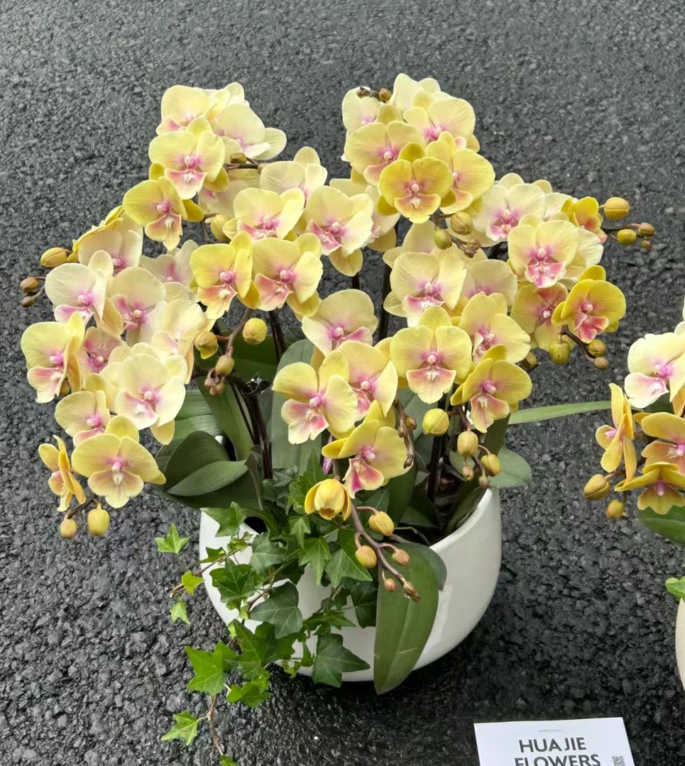 【大吉大利】 精品蝴蝶兰 小众品种 稀缺色系  高端花卉 花色鲜艳