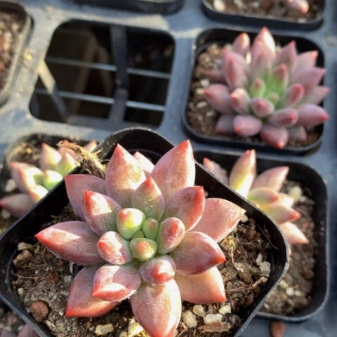 红虞美人单头发两颗。