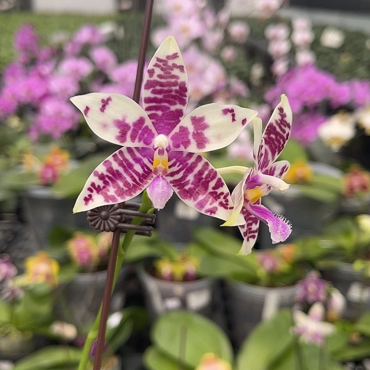 完全开放jg2349 859