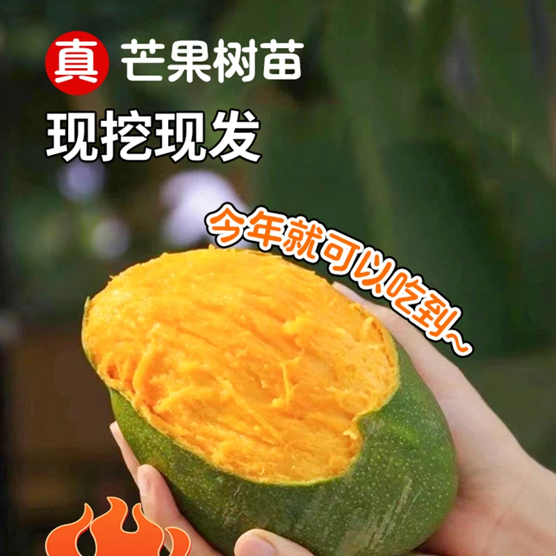 【原土带叶】芒果树嫁接金煌芒果树贵妃庭院阳台盆栽果树苗