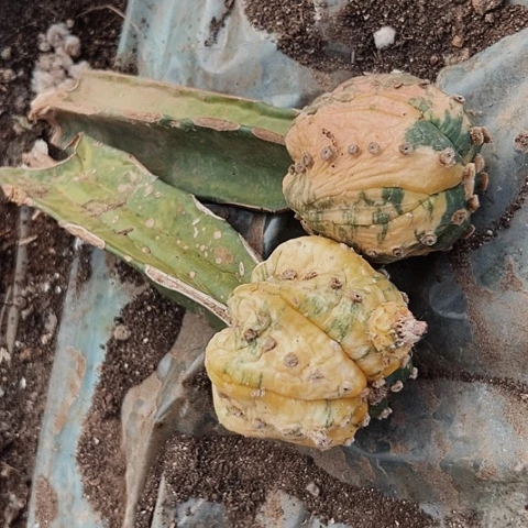 124两个处理仙人球的