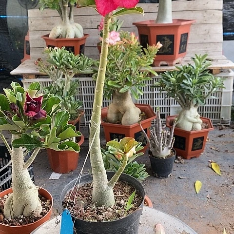 【闪购商品】明*1绿植