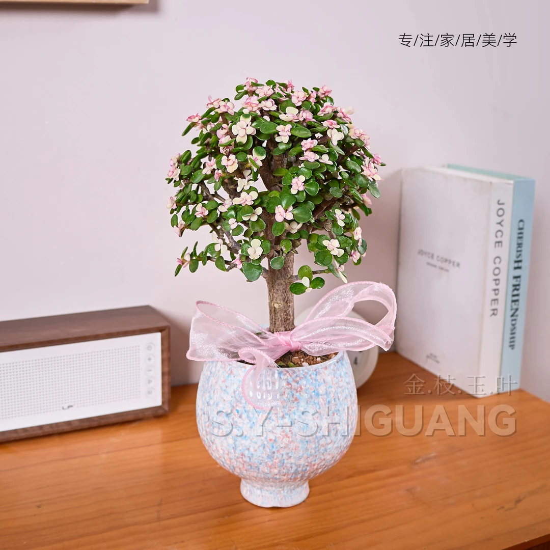 【老桩】棒棒糖老桩金枝玉叶盆栽盆景室内阳台办公室耐阴好养花卉