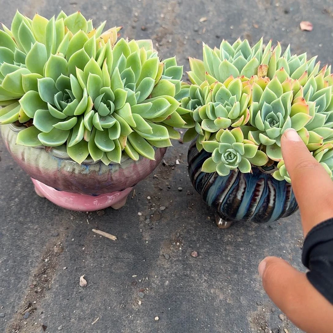 三色堇换盆多肉植物