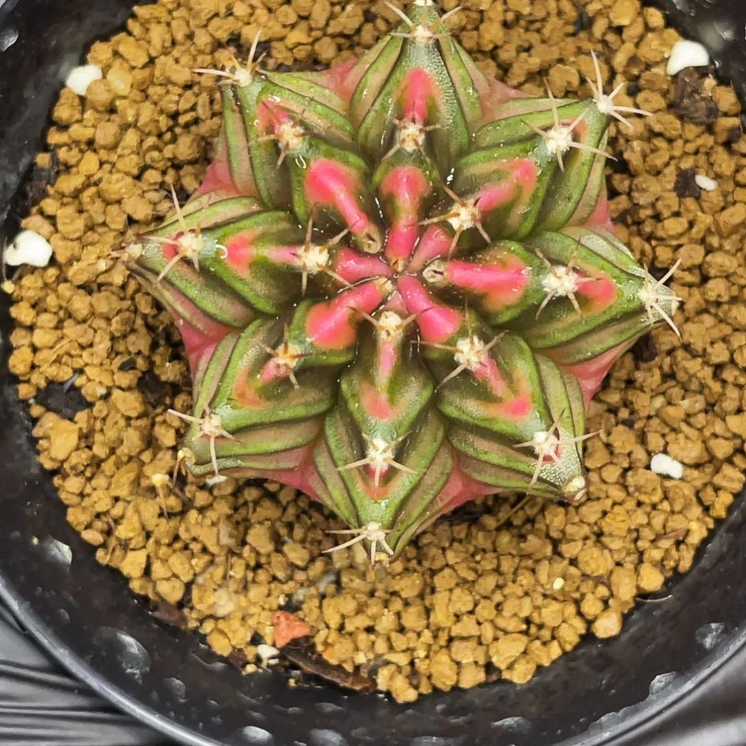 璀璨星河 一物一拍