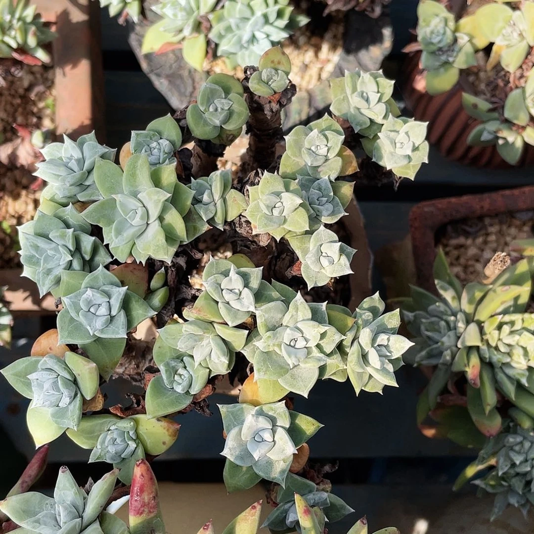 原产地大花朵苹果叶