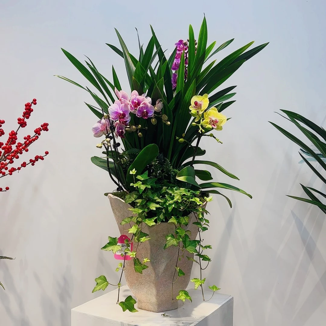 无花朵高端盆景一物一拍