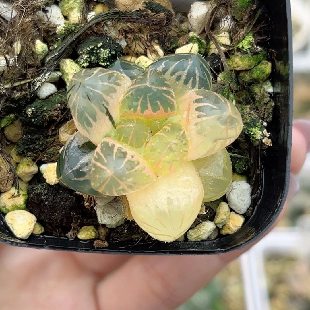 72糊斑龙爪玉露锦福利专场