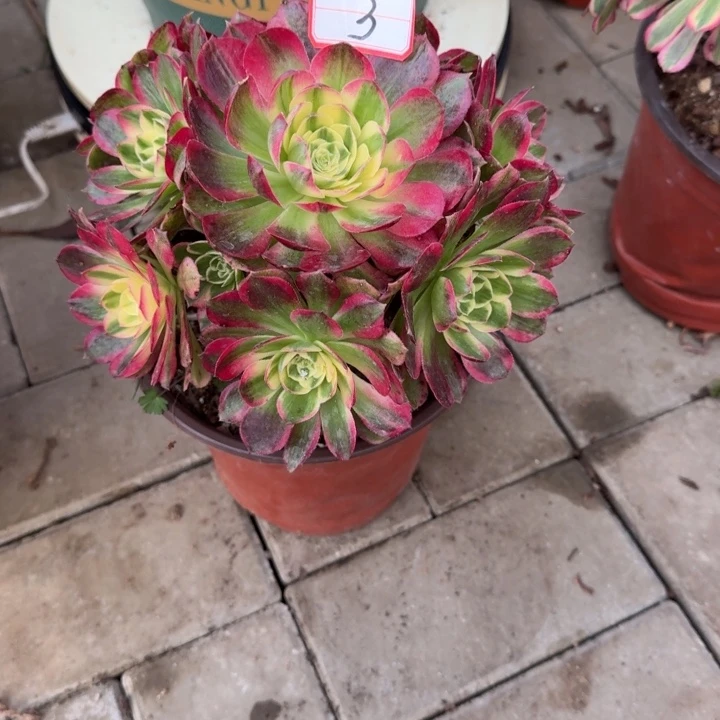 小海鲜法师多肉植物