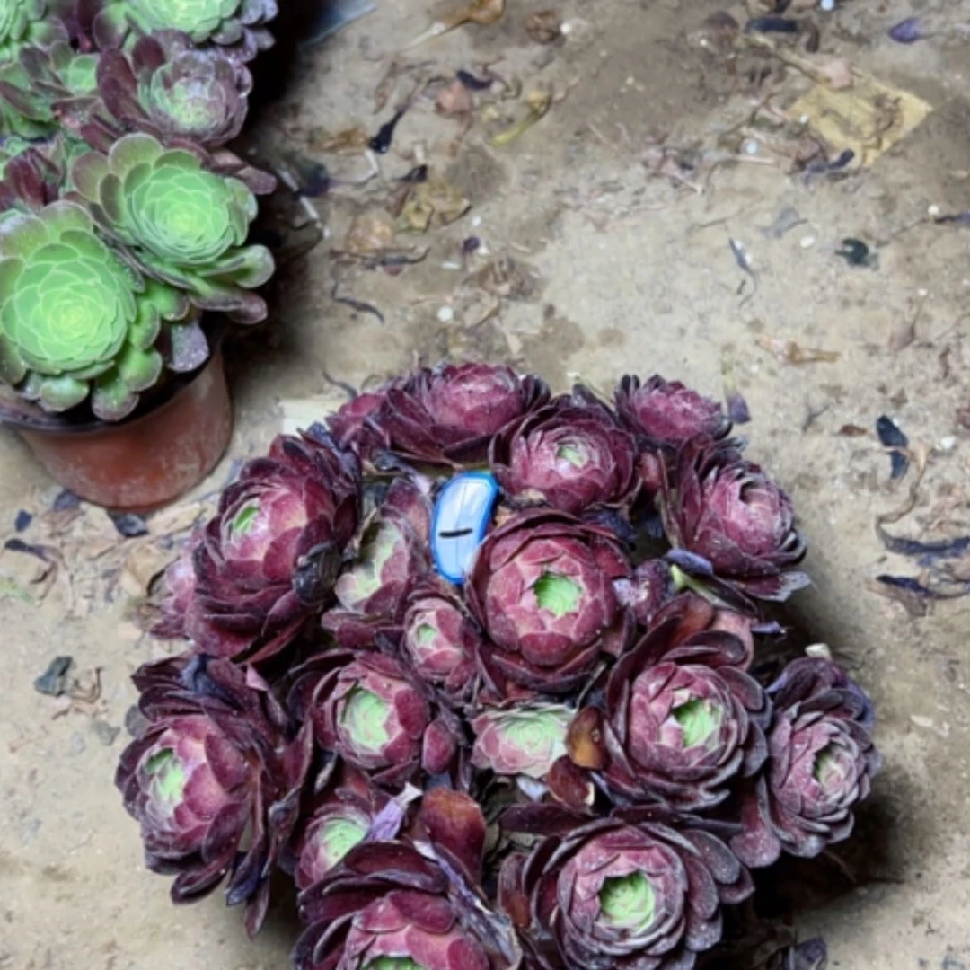 【闪购商品】多肉植物黑魔1