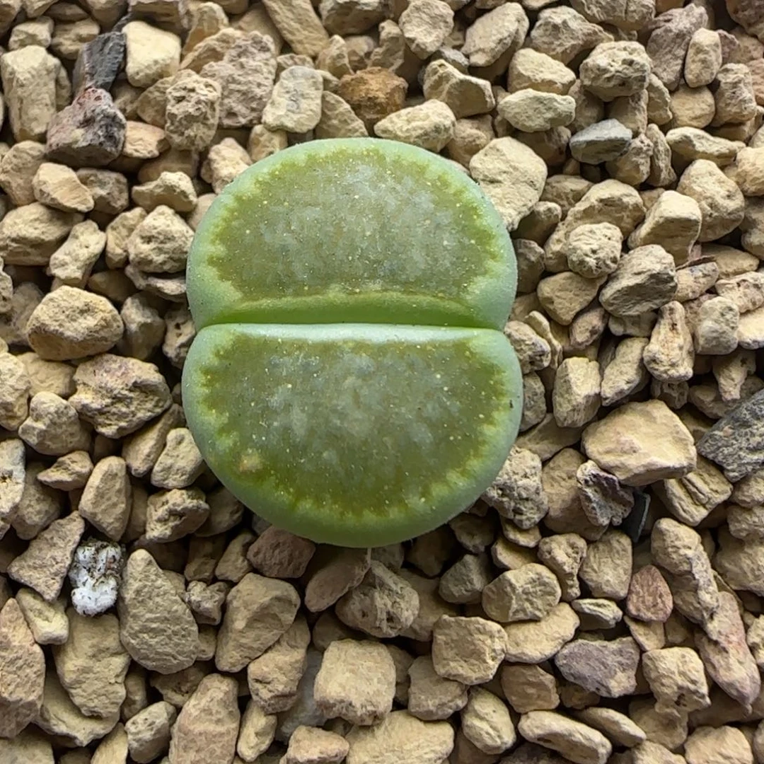 279有疤生石花大棚直播