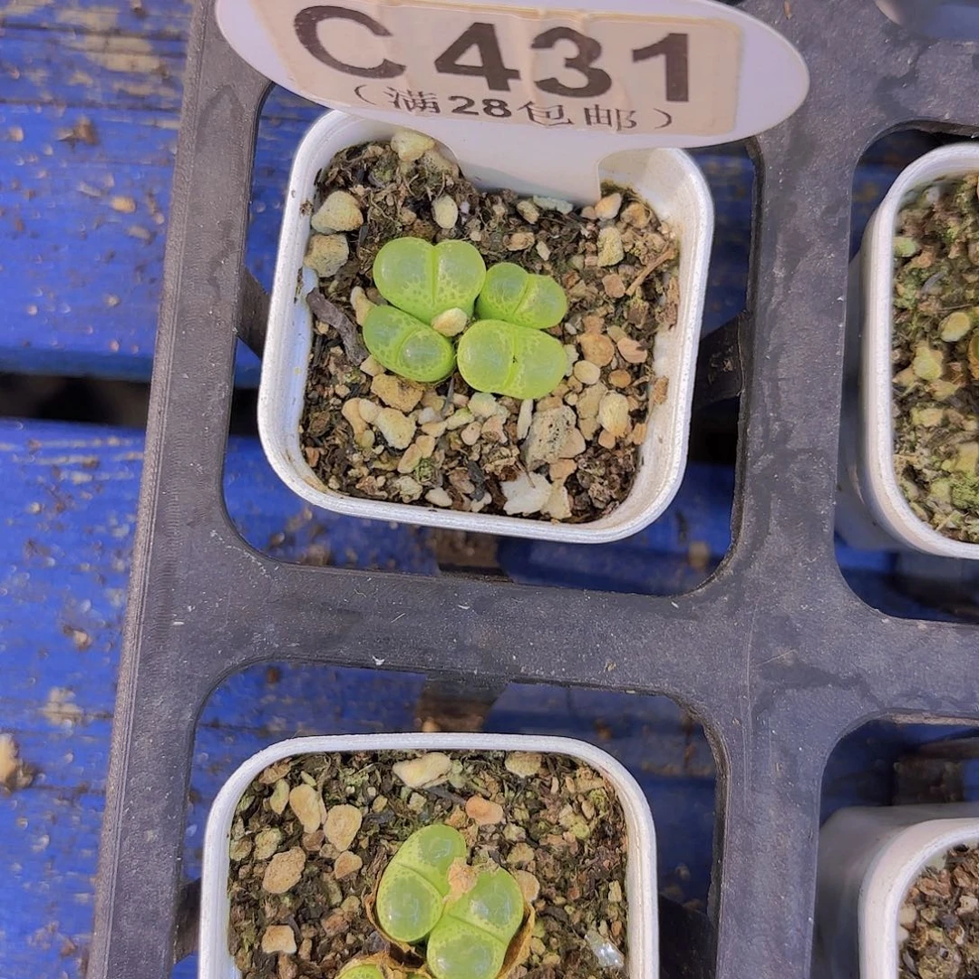 C431绿眼睛一物一拍