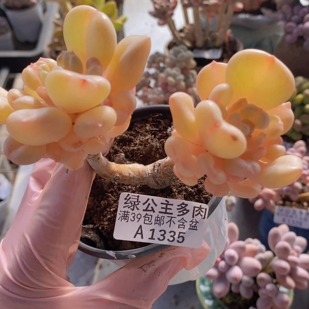 比尔盖茨老桩1335多肉植物