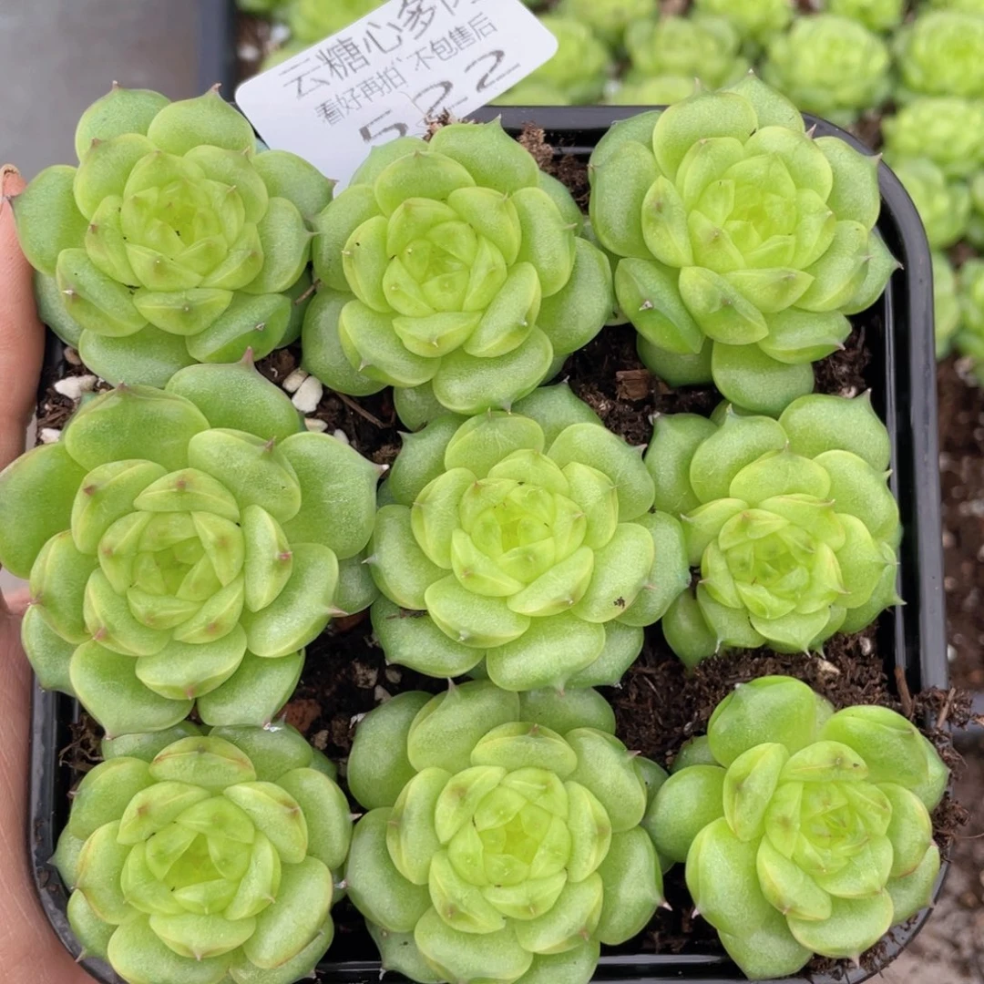 云糖心多肉植物522