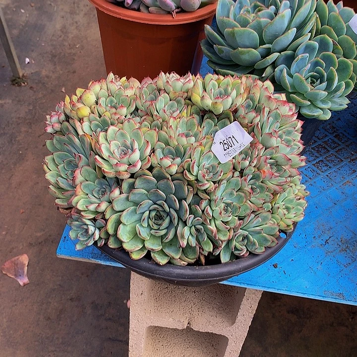 焦***丁    荷花多肉25071