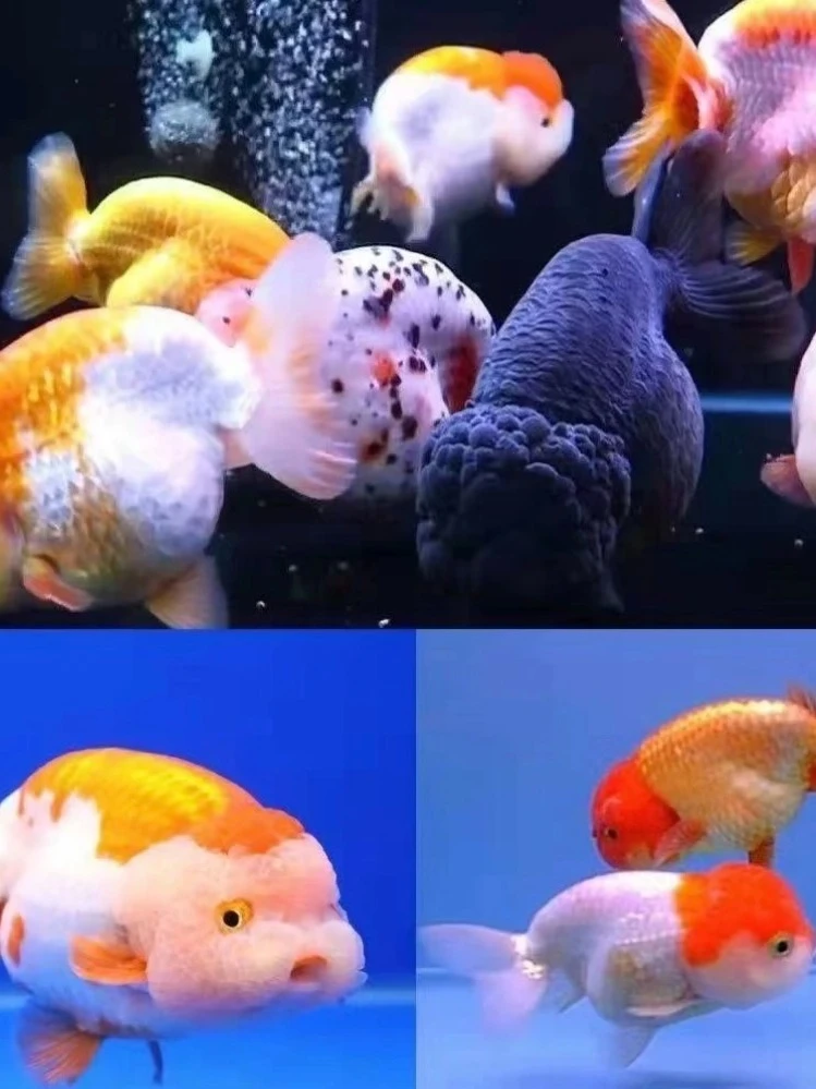 精品冷水金鱼观赏鱼