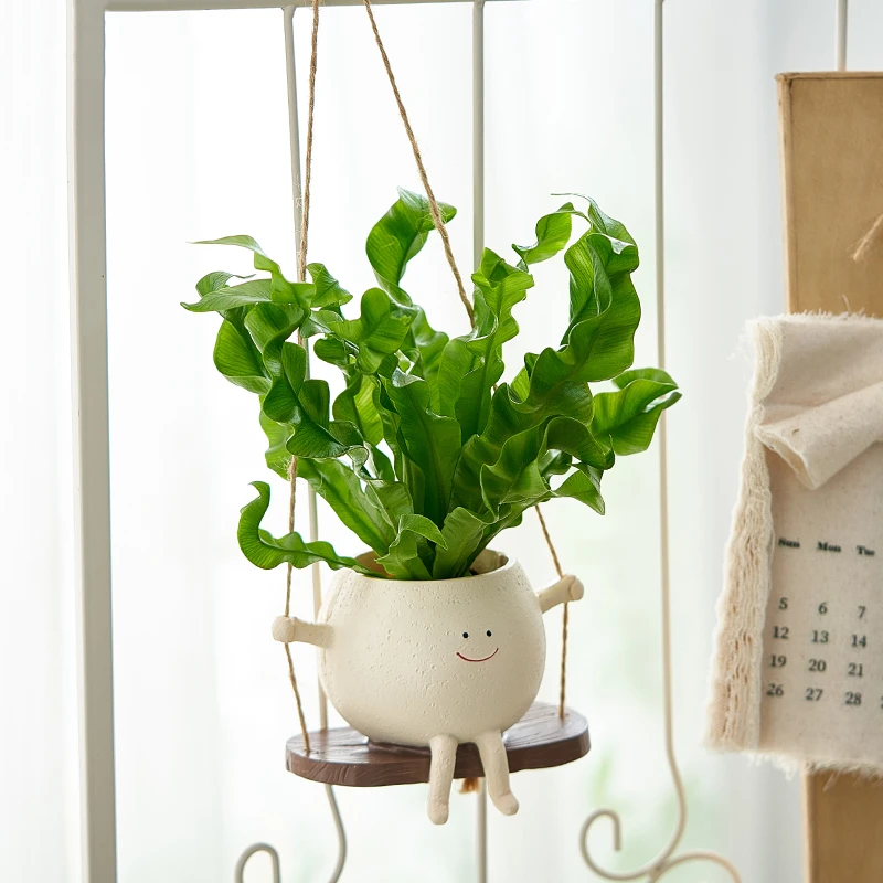 狼尾蕨室内桌面多肉植物小盆栽办公室绿植净化空气火焰鸟巢蕨好养