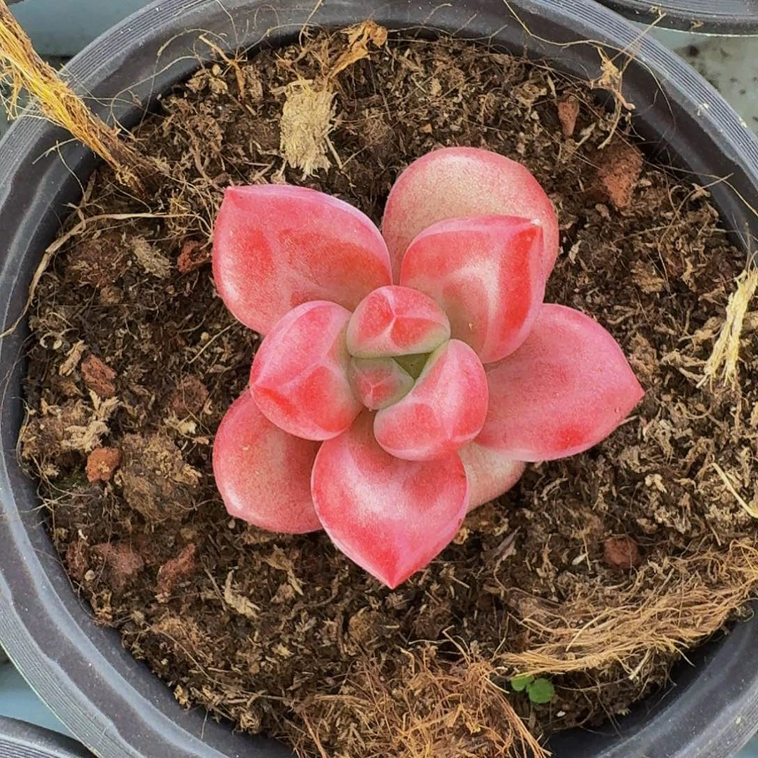 赫菲斯托 单头 一物一拍