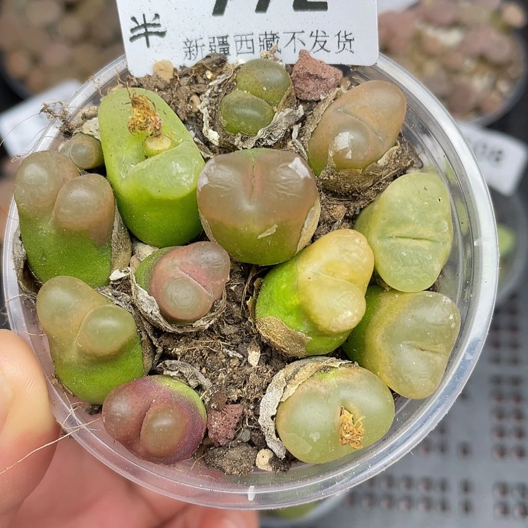 772000000花花花鼓励他花花