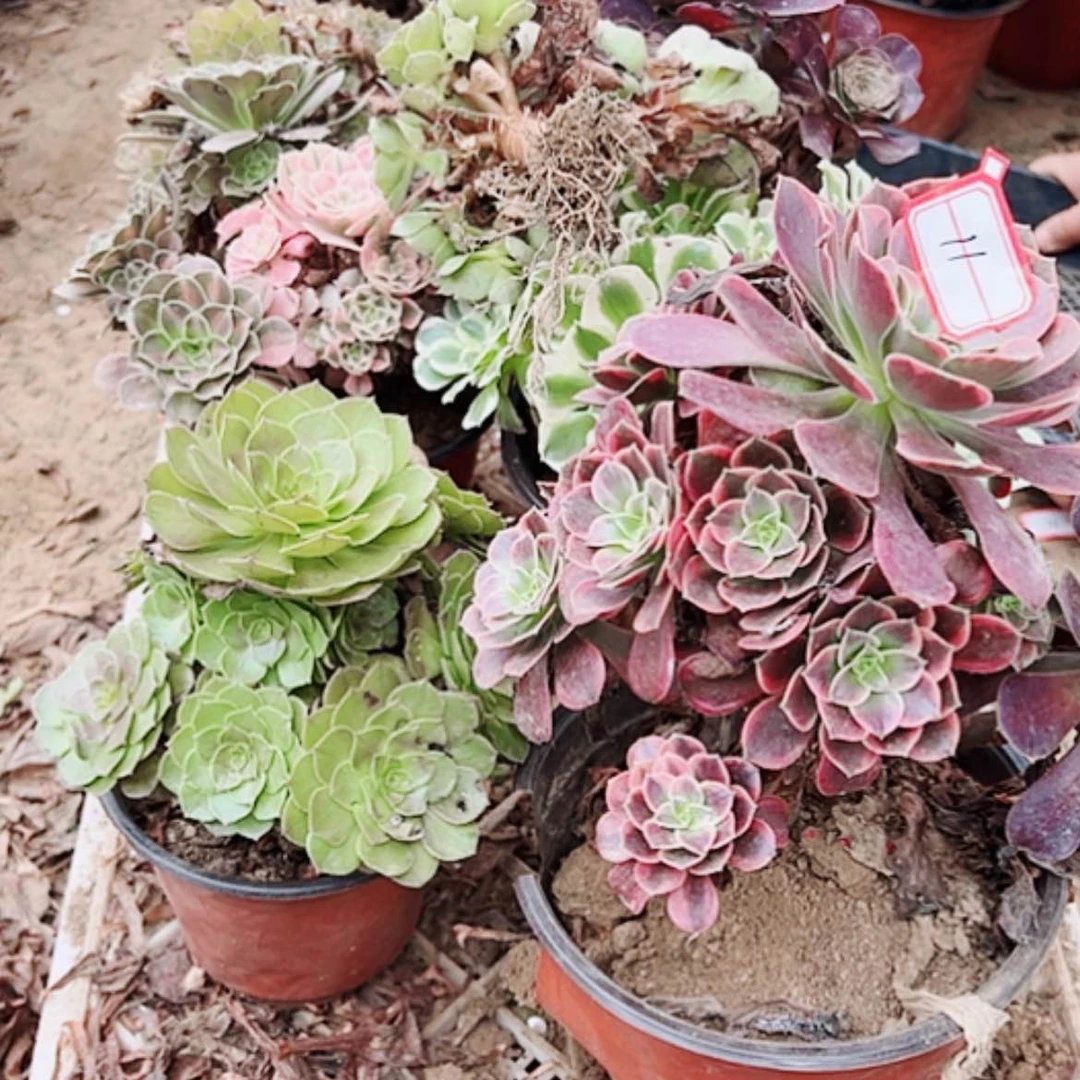 【闪购商品】无花朵霞****?11号套餐6颗多肉植物