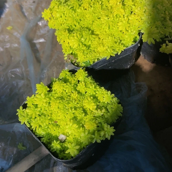 黄金草2.5带盆土发