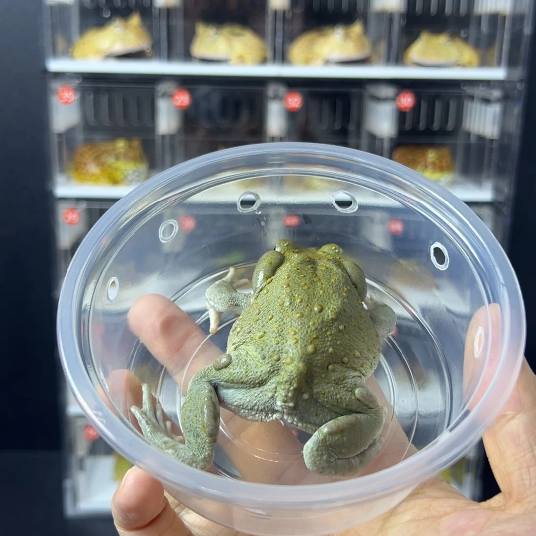 角蛙沙蟾蜍7cm左右