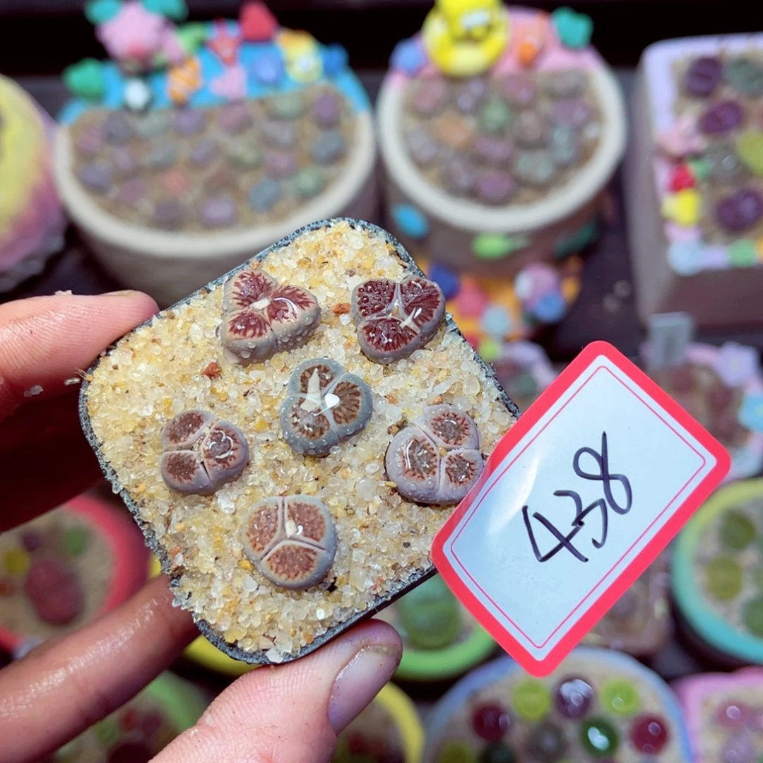 438生石花带盆发1