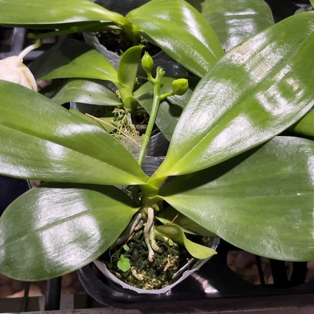 蓝***天无花朵雅风情歌2.5杯