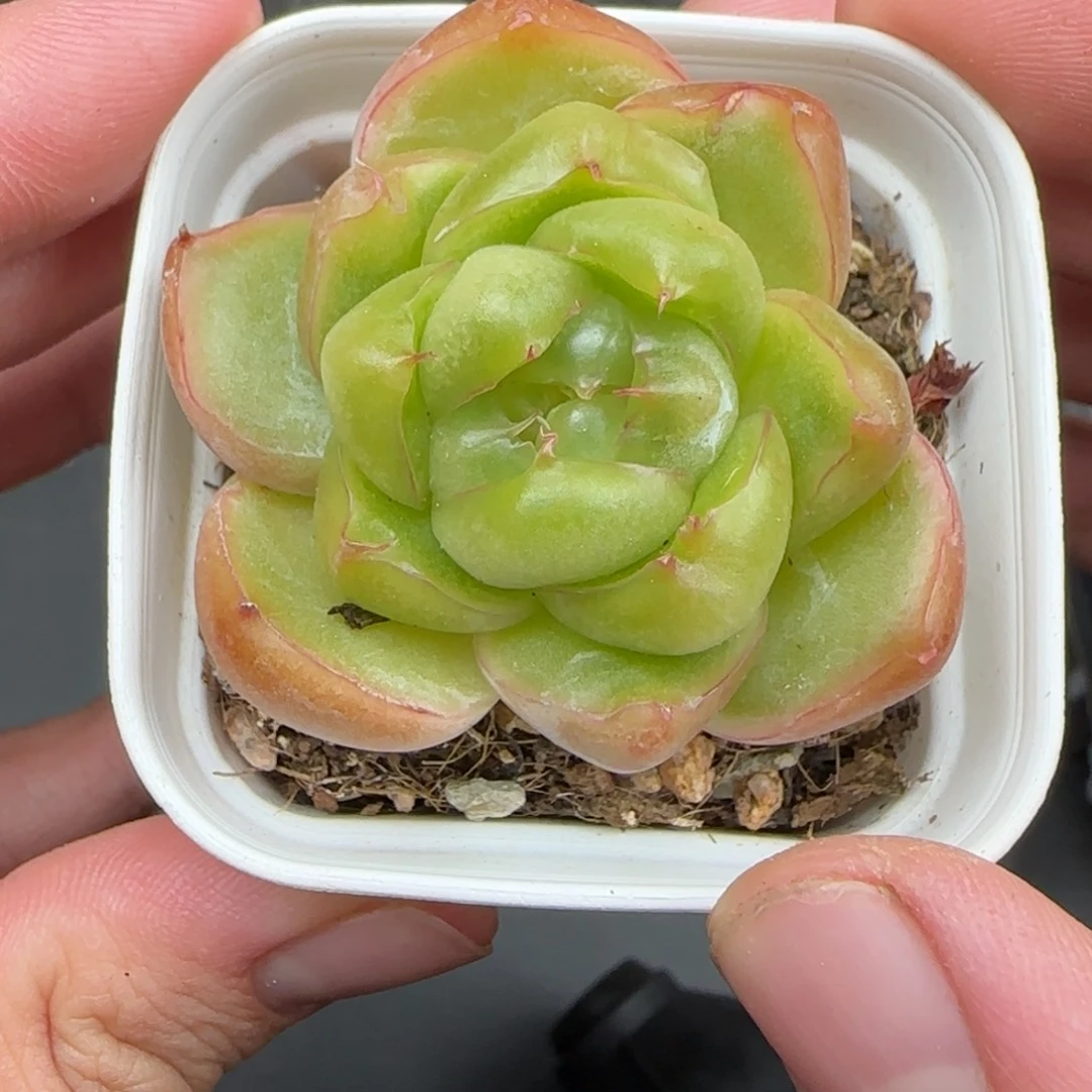 一物一拍莱拉珍妮