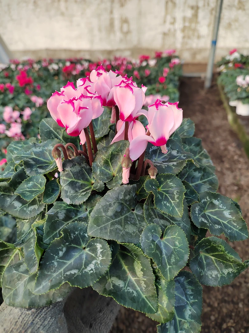 12厘米，带香味迷你仙客来，维多利亚