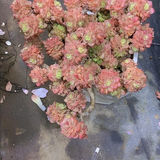 妈****体腊牡丹多肉植物群