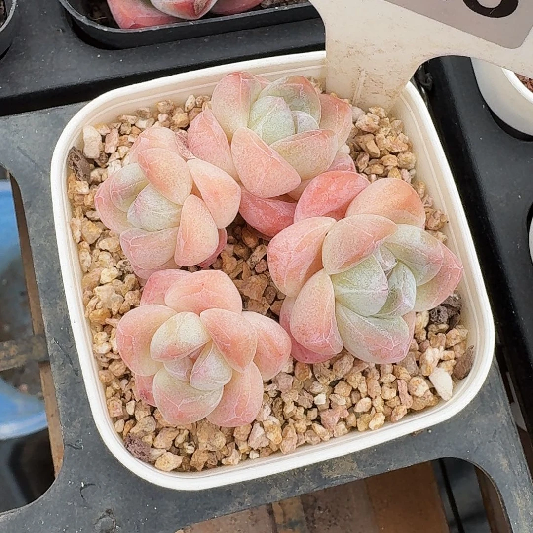 1225糖心冰玉4头包整